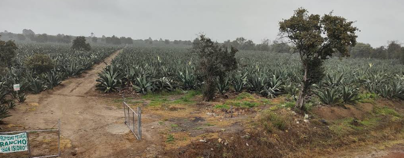 Rancho Magueyero San Isidro "Ruta Del Pulque" Haciendas de Mexico ...