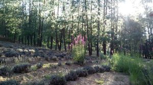 Rancho San Martin Lavanda